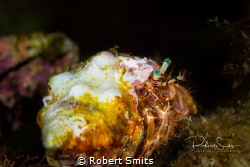 This Hermitcrab was photographed in Sardinia. Did you kno... by Robert Smits 